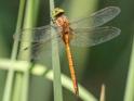 Isoaeschna isoceles antehumeralis (Green-eyed Hawker)-2.jpg